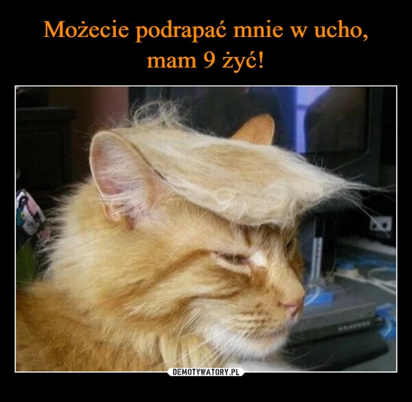 
    Możecie podrapać mnie w ucho, mam 9 żyć!