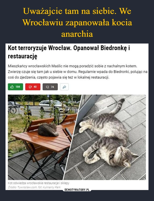 
    Uważajcie tam na siebie. We Wrocławiu zapanowała kocia anarchia