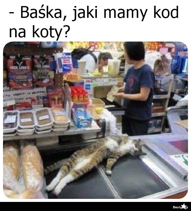 
    Kod na koty 