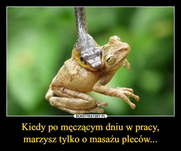 
    Kiedy po męczącym dniu w pracy, marzysz tylko o masażu pleców...