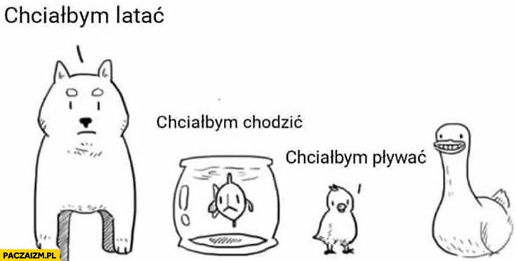 
    Chciałbym latać, chodzić, pływać kaczka umie wszystko