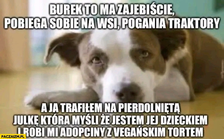 
    Pies piesek burek to ma fajnie a ja trafiłem na jebniętą Julkę która myśli, że jestem jej dzieckiem i robi adopciny z wegańskim tortem