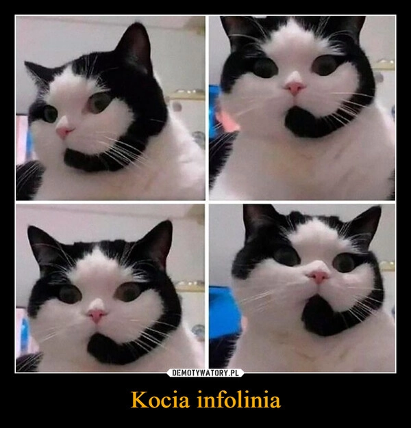
    Kocia infolinia