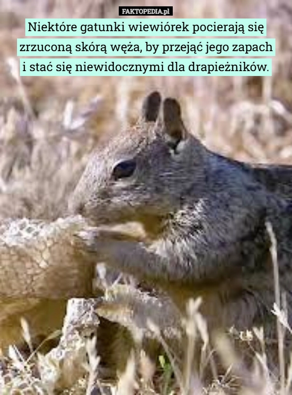 
    Niektóre gatunki wiewiórek pocierają się zrzuconą skórą węża, by przejąć