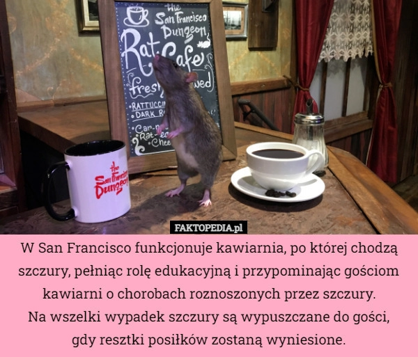 
    W San Francisco funkcjonuje kawiarnia, po której chodzą szczury, pełniąc