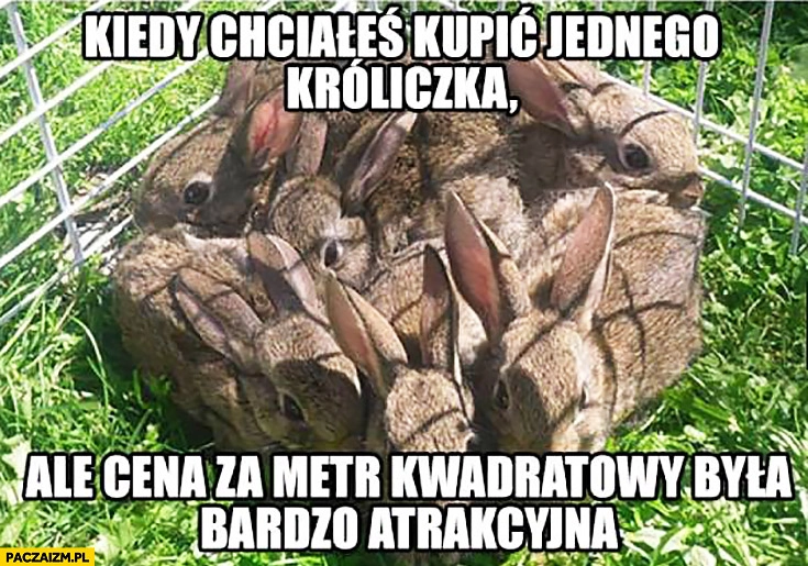 
    Kiedy chciałeś kupić jednego króliczka ale cena za metr kwadratowy była bardzo atrakcyjna