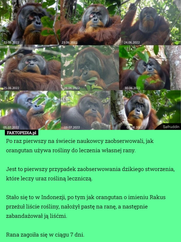 
    Po raz pierwszy na świecie naukowcy zaobserwowali, jak orangutan używa rośliny