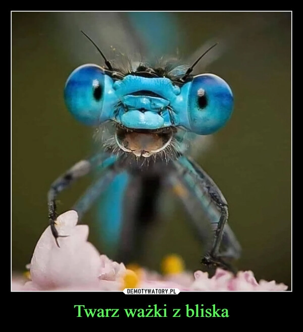 
    Twarz ważki z bliska