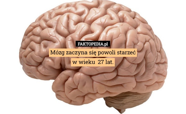 
    Mózg zaczyna się powoli starzeć
w wieku  27 lat.