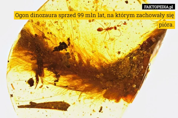 
    Ogon dinozaura sprzed 99 mln lat, na którym zachowały się pióra.