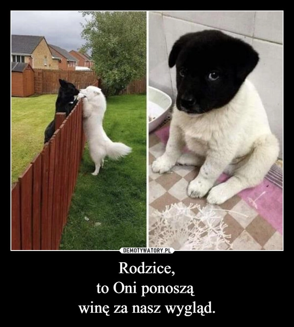 
    Rodzice,
to Oni ponoszą 
winę za nasz wygląd.