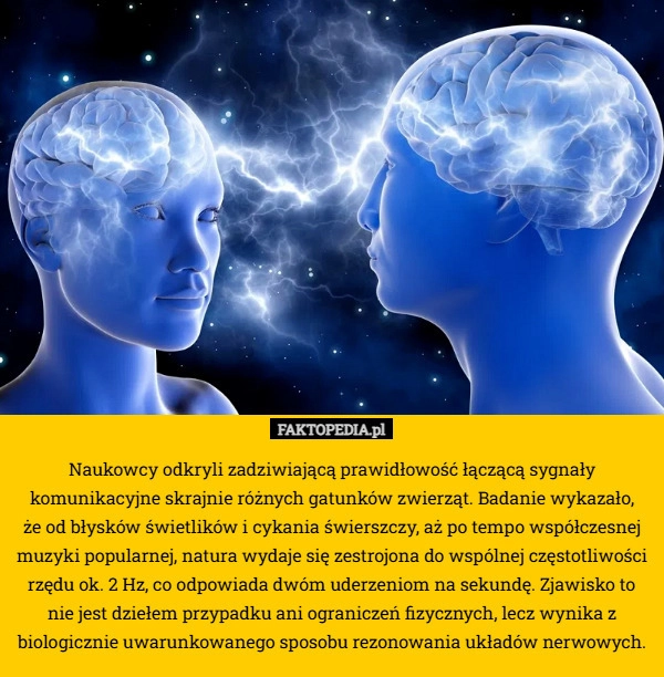 
    Naukowcy odkryli zadziwiającą prawidłowość łączącą sygnały komunikacyjne