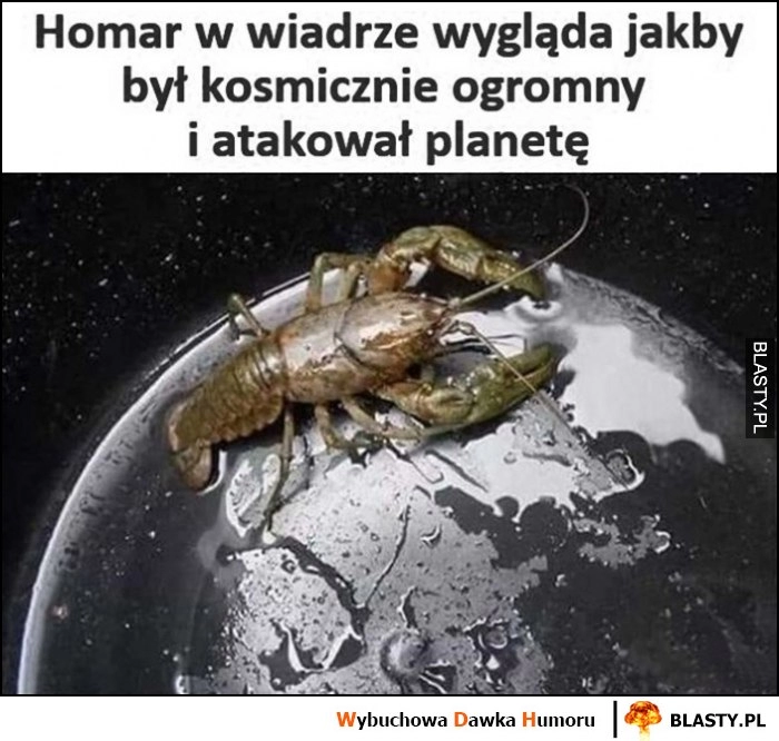 
    Homar w wiadrze wygląda jakby był kosmicznie ogromny i atakował planetę