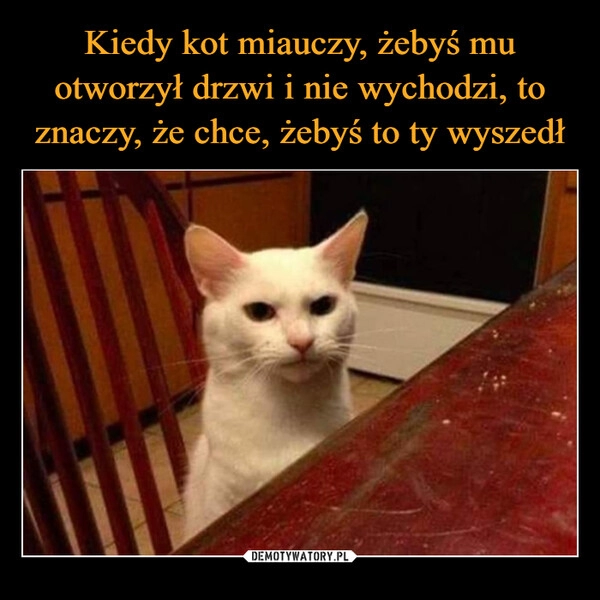 
    Kiedy kot miauczy, żebyś mu otworzył drzwi i nie wychodzi, to znaczy, że chce, żebyś to ty wyszedł