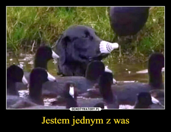 
    Jestem jednym z was