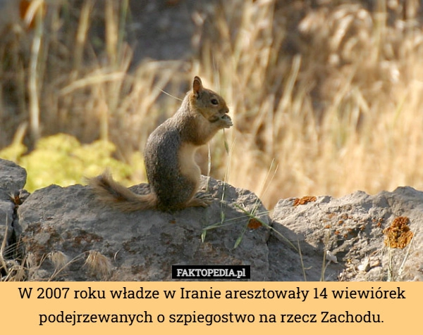 
    W 2007 roku władze w Iranie aresztowały 14 wiewiórek podejrzewanych o szpiegostwo