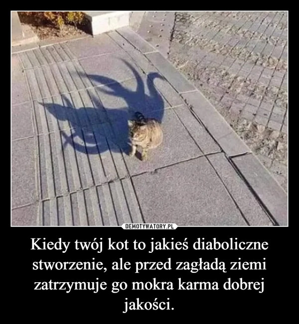 
    Kiedy twój kot to jakieś diaboliczne stworzenie, ale przed zagładą ziemi zatrzymuje go mokra karma dobrej jakości.