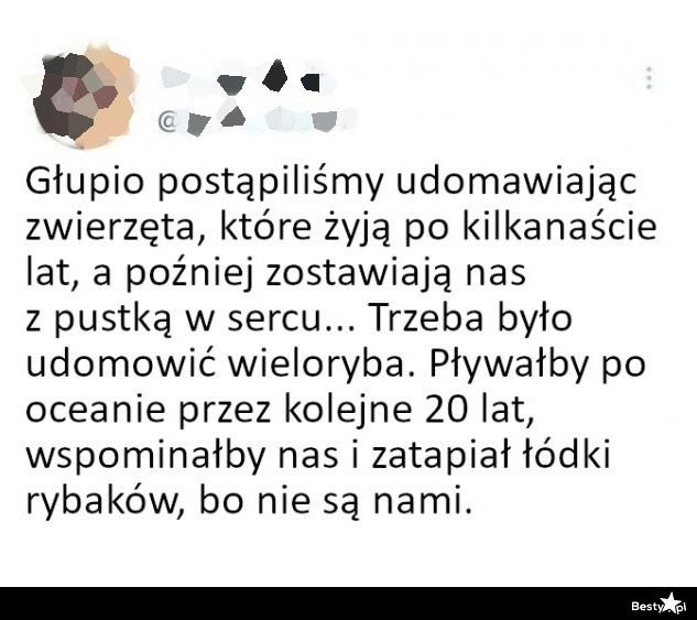 
    Udomowione zwierzęta 