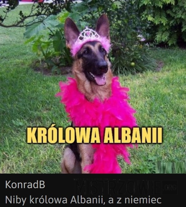 
    Królowa