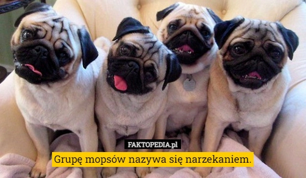 
    Grupę mopsów nazywa się narzekaniem.