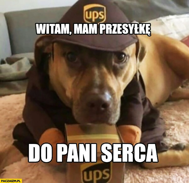 
    Witam mam przesyłkę do pani serca. Słodki pies kurier UPS