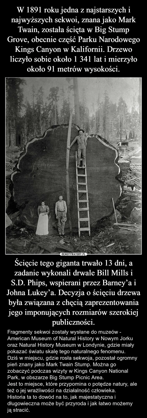 
    W 1891 roku jedna z najstarszych i najwyższych sekwoi, znana jako Mark Twain, została ścięta w Big Stump Grove, obecnie część Parku Narodowego Kings Canyon w Kalifornii. Drzewo liczyło sobie około 1 341 lat i mierzyło około 91 metrów wysokości. Ścięcie tego giganta trwało 13 dni, a zadanie wykonali drwale Bill Mills i S.D. Phips, wspierani przez Barney’a i Johna Lukey’a. Decyzja o ścięciu drzewa była związana z chęcią zaprezentowania jego imponujących rozmiarów szerokiej publiczności.