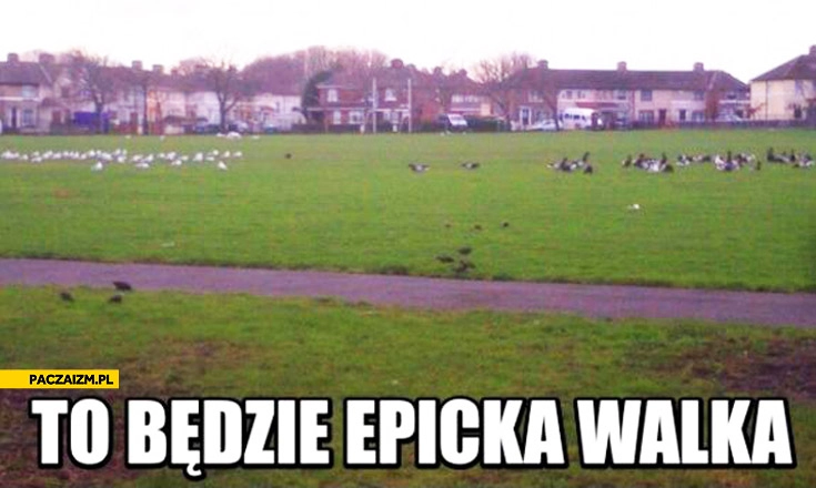 
    To będzie epicka walka ptaki gołębie