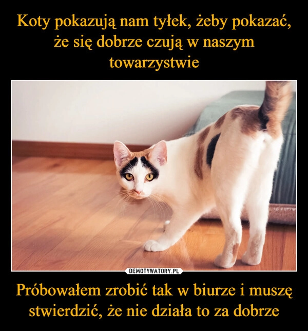 
    Koty pokazują nam tyłek, żeby pokazać, że się dobrze czują w naszym towarzystwie Próbowałem zrobić tak w biurze i muszę stwierdzić, że nie działa to za dobrze