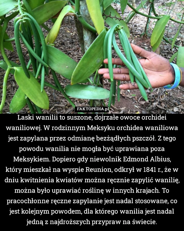 
    Laski wanilii to suszone, dojrzałe owoce orchidei waniliowej. W rodzinnym