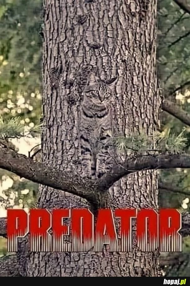 
    Predator
