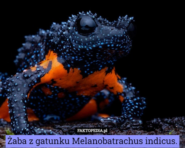 
    Żaba z gatunku Melanobatrachus indicus.