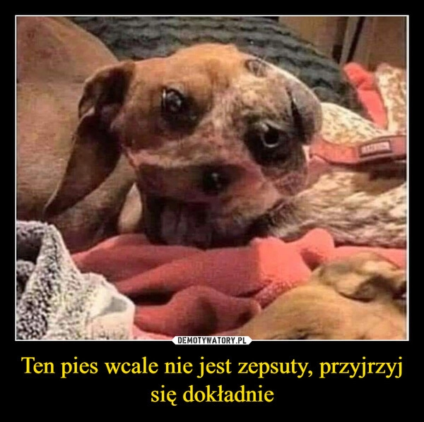 
    Ten pies wcale nie jest zepsuty, przyjrzyj się dokładnie