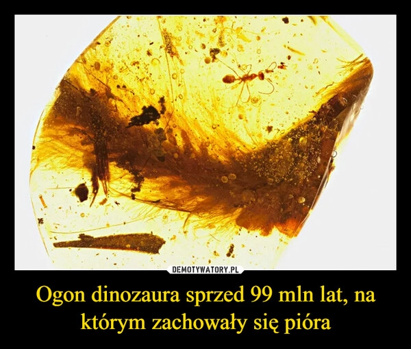 
    Ogon dinozaura sprzed 99 mln lat, na którym zachowały się pióra 