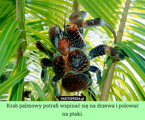 
    Krab palmowy potrafi wspinać się na drzewa i polować na ptaki.