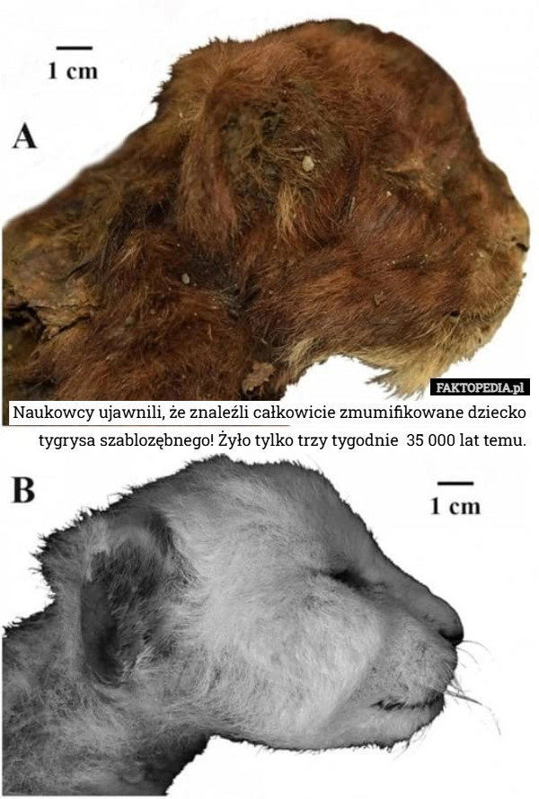 
    Naukowcy ujawnili, że znaleźli całkowicie zmumifikowane dziecko tygrysa