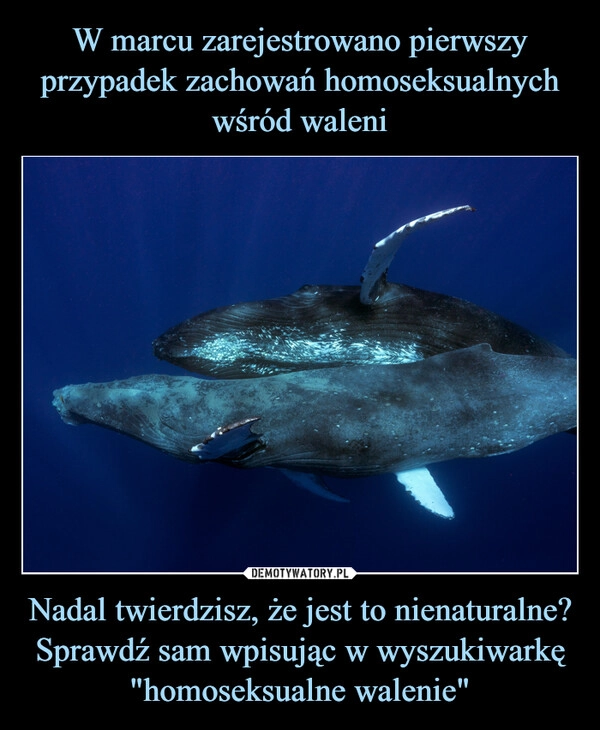 
    W marcu zarejestrowano pierwszy przypadek zachowań homoseksualnych wśród waleni Nadal twierdzisz, że jest to nienaturalne? Sprawdź sam wpisując w wyszukiwarkę "homoseksualne walenie"