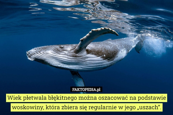 
    Wiek płetwala błękitnego można oszacować na podstawie woskowiny, która zbiera