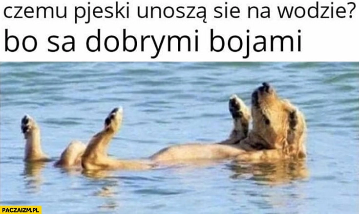 
    Czemu pieski unoszą się na wodzie? Bo są dobrymi bojami