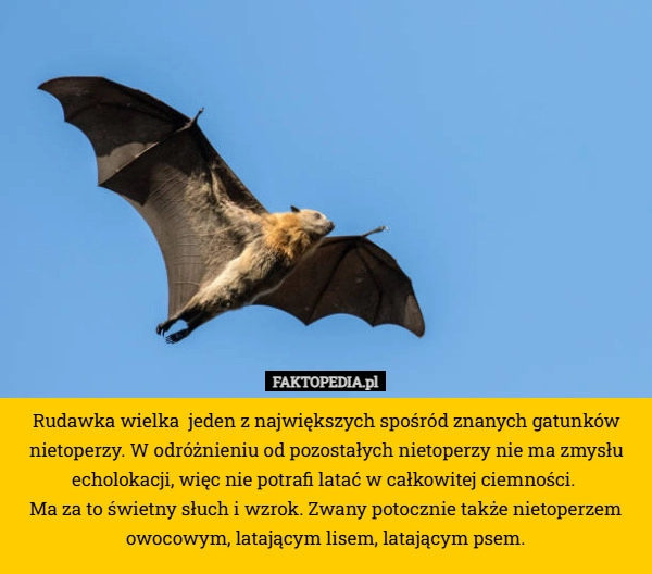 
    Rudawka wielka  jeden z największych spośród znanych gatunków nietoperzy.