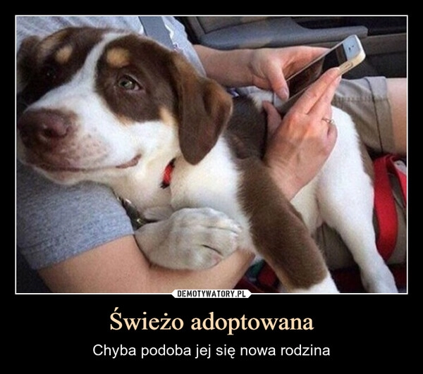 
    Świeżo adoptowana