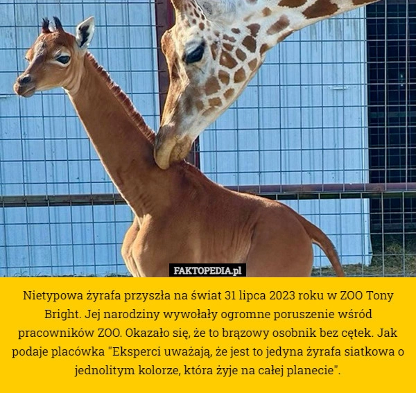 
    Nietypowa żyrafa przyszła na świat 31 lipca w ZOO Tony Bright. Jej narodziny