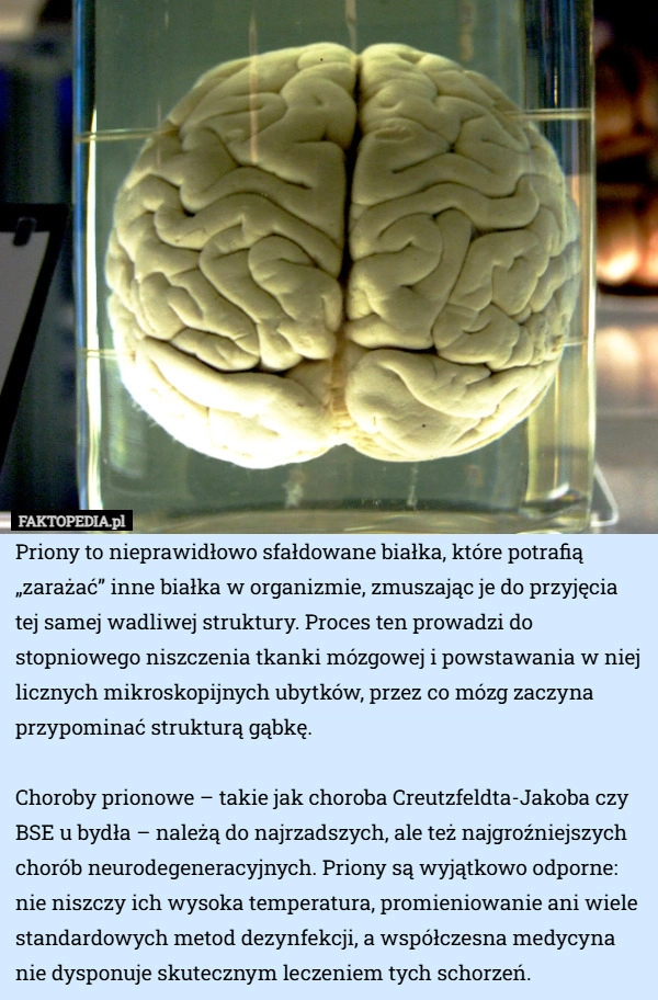 
    Priony to nieprawidłowo sfałdowane białka, które potrafią „zarażać” inne