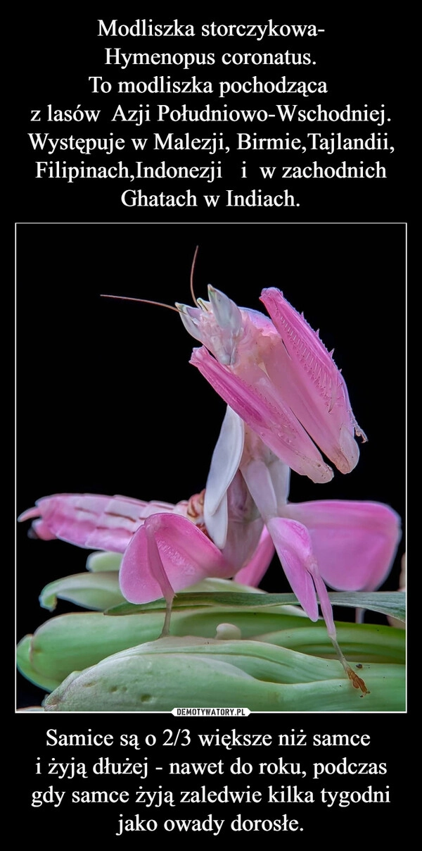 
    Modliszka storczykowa-
Hymenopus coronatus.
To modliszka pochodząca 
z lasów  Azji Południowo-Wschodniej.
Występuje w Malezji, Birmie,Tajlandii, Filipinach,Indonezji   i  w zachodnich Ghatach w Indiach. Samice są o 2/3 większe niż samce 
i żyją dłużej - nawet do roku, podczas gdy samce żyją zaledwie kilka tygodni jako owady dorosłe.