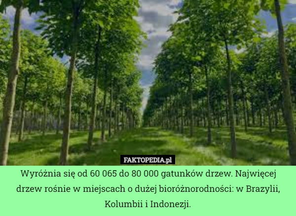 
    
			Wyróżnia się od 60 065 do 80 000 gatunków drzew. Najwięcej drzew rośnie					