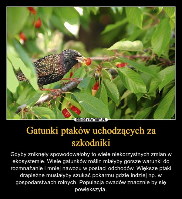 
    Gatunki ptaków uchodzących za szkodniki