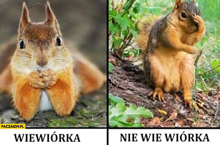 
    Wiewiórka, nie wie wiórka