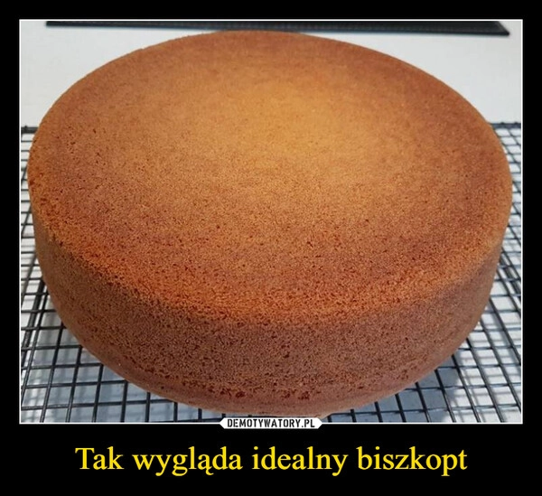 
    Tak wygląda idealny biszkopt