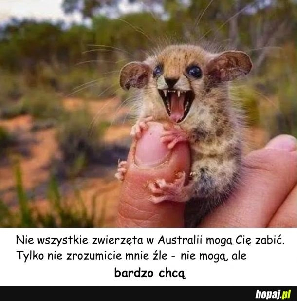 
    W Australii bez zmian