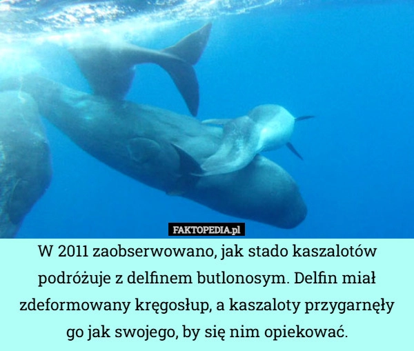 
    W 2011 zaobserwowano, jak stado kaszalotów podróżuje z delfinem butlonosym.