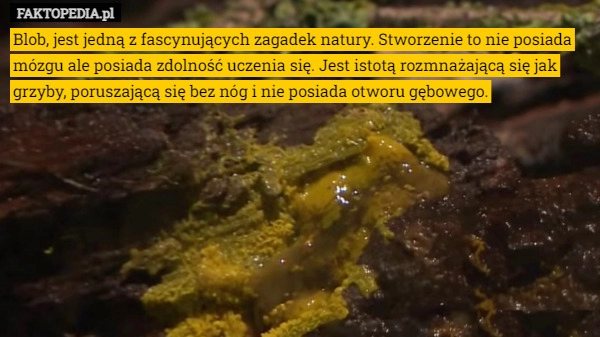 
    
			Blob, jest jedną z fascynujących zagadek natury. Stworzenie to nie posiada					